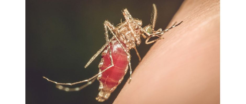Mit den richtigen Hilfsmittel kann man sich vor lästigen Insekten schützen Foto: © PongMoji / Shutterstock Mit den richtigen Hilfsmittel kann man sich vor lästigen Insekten schützen Foto: © PongMoji / Shutterstock
