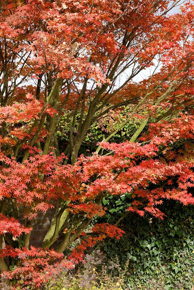 Foto 1: PdM. - Ein gut und abwechslungsreich geplanter Garten bietet im Herbst eine Fülle an Eindrücken. Die prachtvollen Herbstfarben vieler Ahornarten reichen von leuchtenden Gelb- und Orangetönen bis hin zu tiefem Rot.