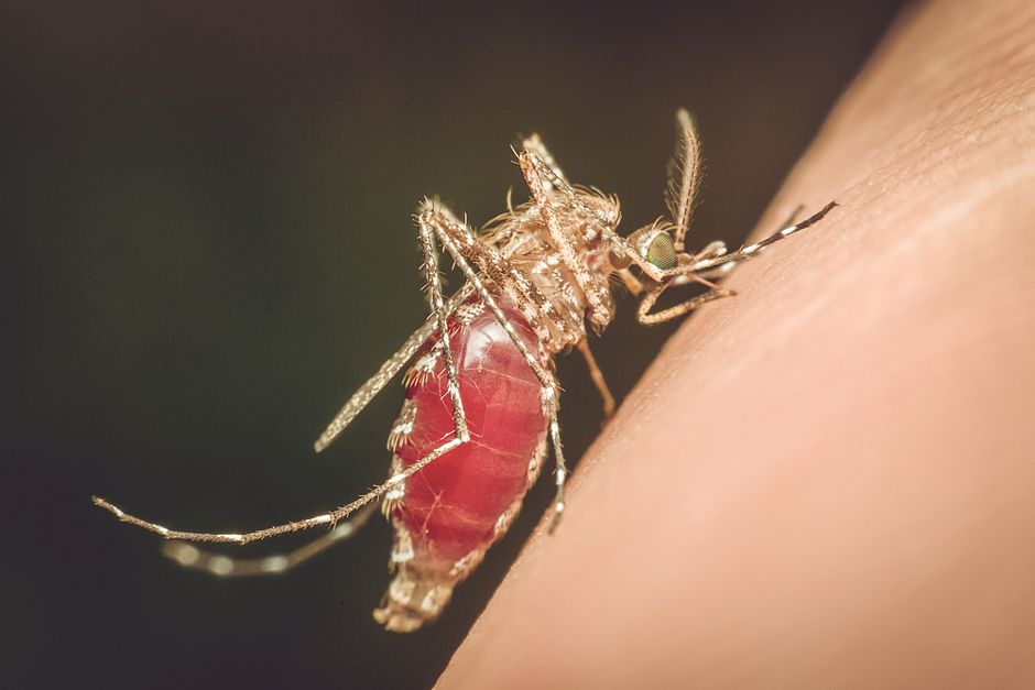 Mit den richtigen Hilfsmittel kann man sich vor lästigen Insekten schützen Foto: © PongMoji / Shutterstock
