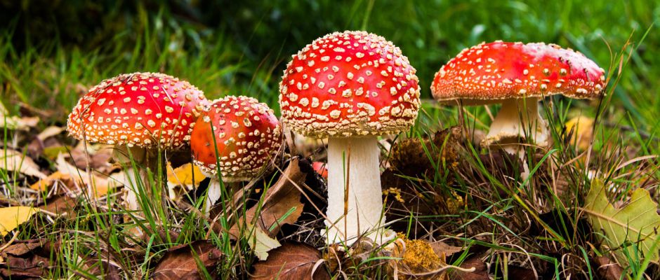 Pilze Was kann man tun, wenn beim Nachbarn die Anbauten wie Pilze aus dem Boden schießen? 557453 / Pixabay