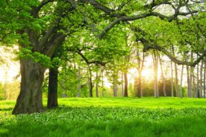 Nachhaltigkeit: „Was bleibt“ Foto: © Fotolia @ Creature Art