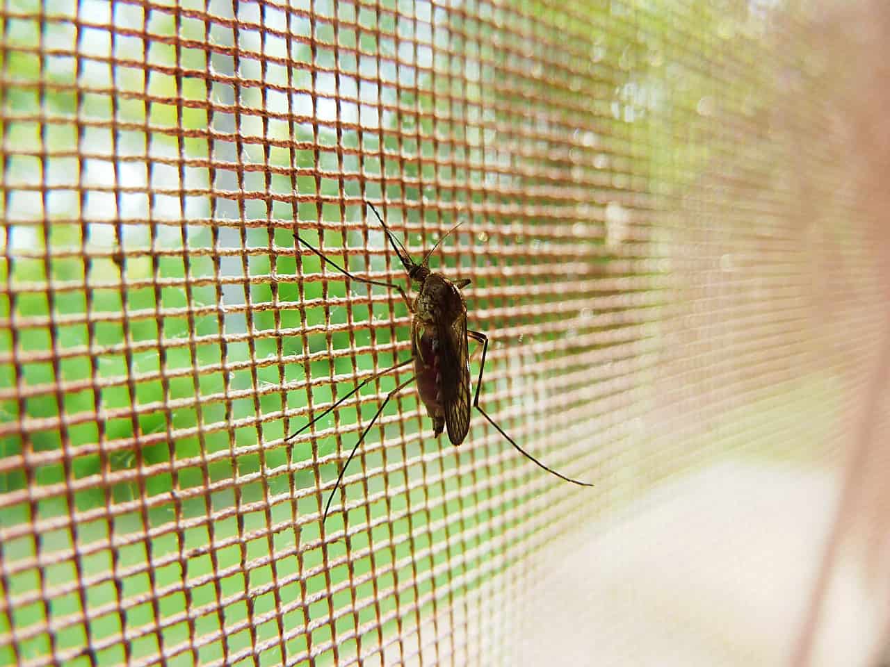 Fliegen fenster kleine am kleine Fliegen