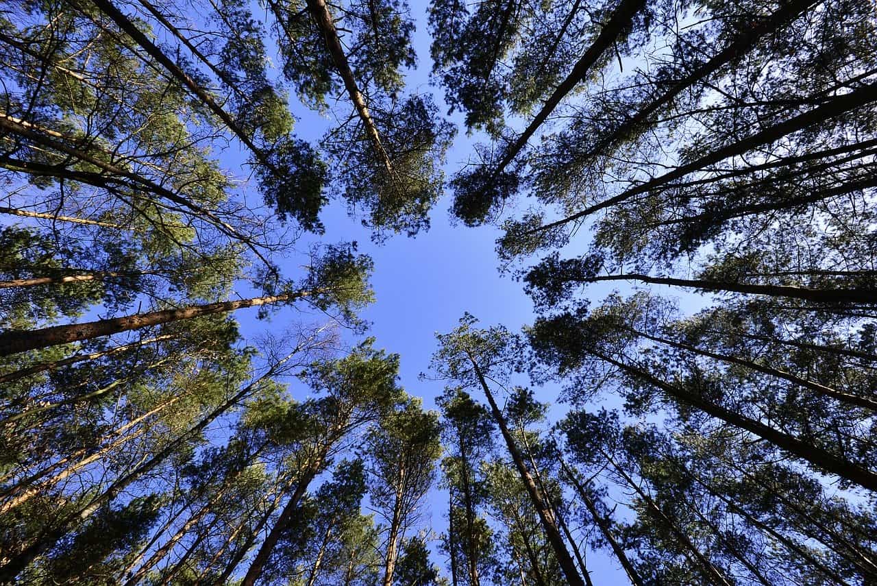 Das Klimapaket der Bundesregierung soll die Umwelt schützen