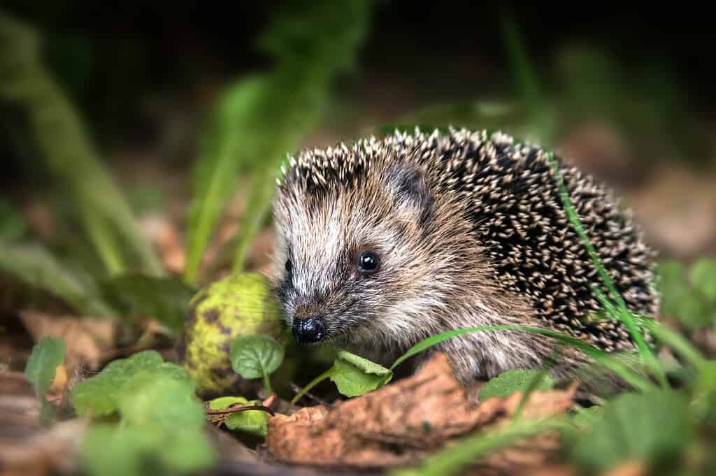 Igel im Herbstlaub im Garten