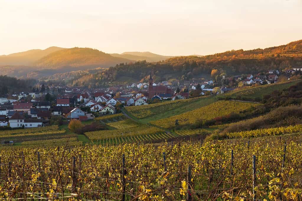 Weinberge in Pfalz