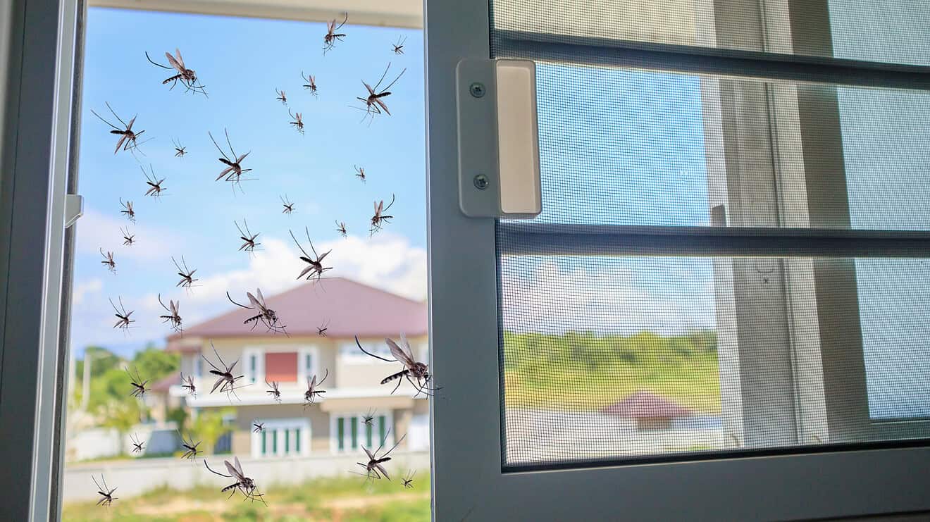 Insektenschutz beim Hausbau